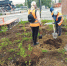 ОЗЕЛЕНЕНИЕ В СЕЗОН ДОЖДЕЙ - Городское поселение Борзинское