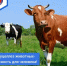 Ветеринарная служба Борзинского района напоминает об опасности бруцеллеза. - Городское поселение Борзинское