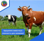 Ветеринарная служба Борзинского района напоминает об опасности бруцеллеза.